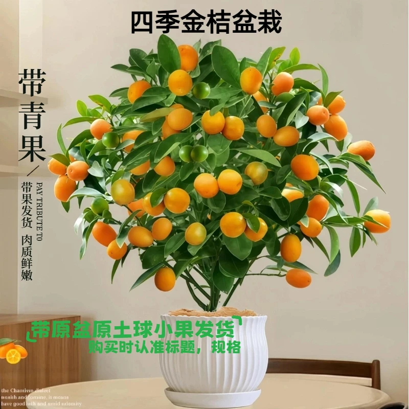 【带果四季金桔盆栽40~50cm】带果室外好养花卉客厅带原盆原土发货