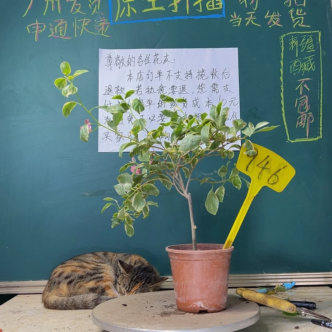 当前无花栽培后可以开花  斑叶西瓜 946