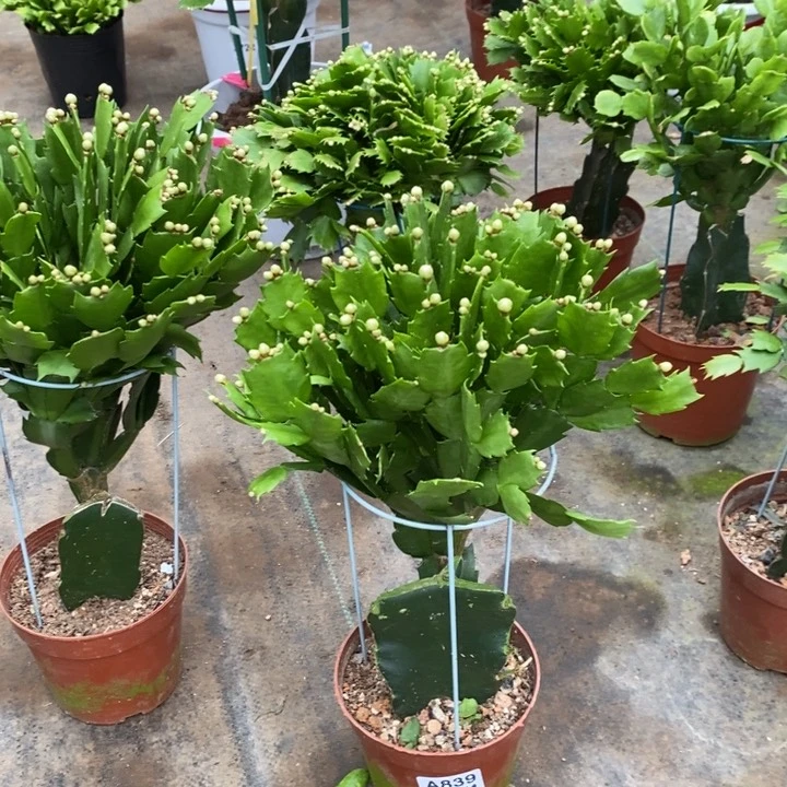 当前无花栽培后可以开花839嫁接海浪