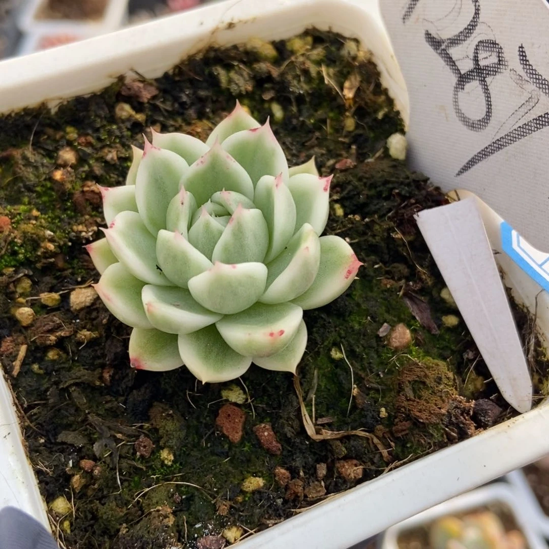 1287蝴蝶飞锦多肉植物保护