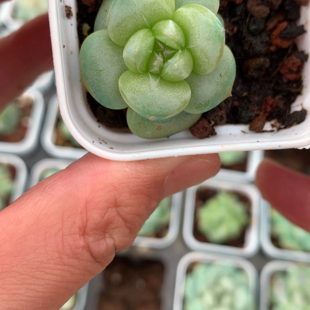 全部花朵珍妮绿色一颗11号