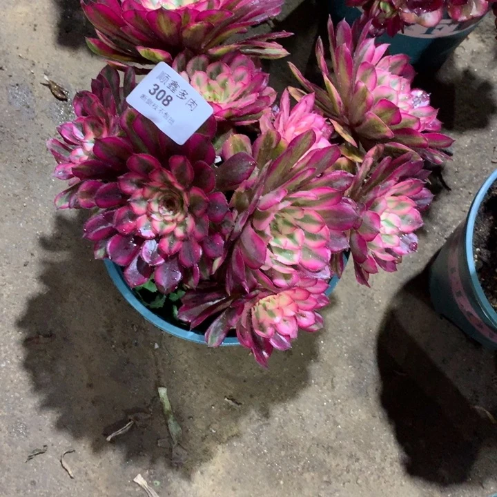 308白月光多肉植物