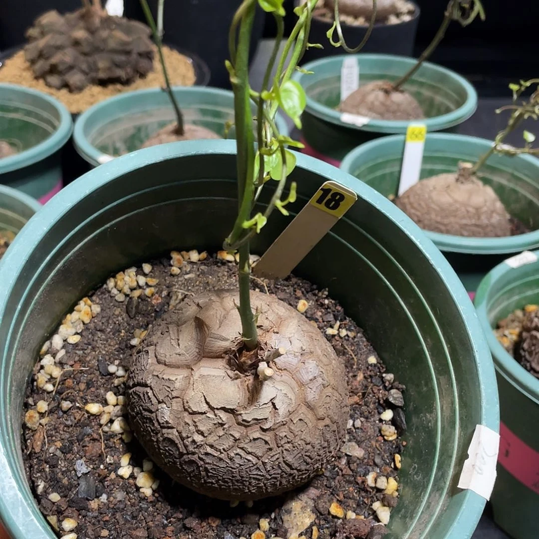 龟甲龙18号不退换