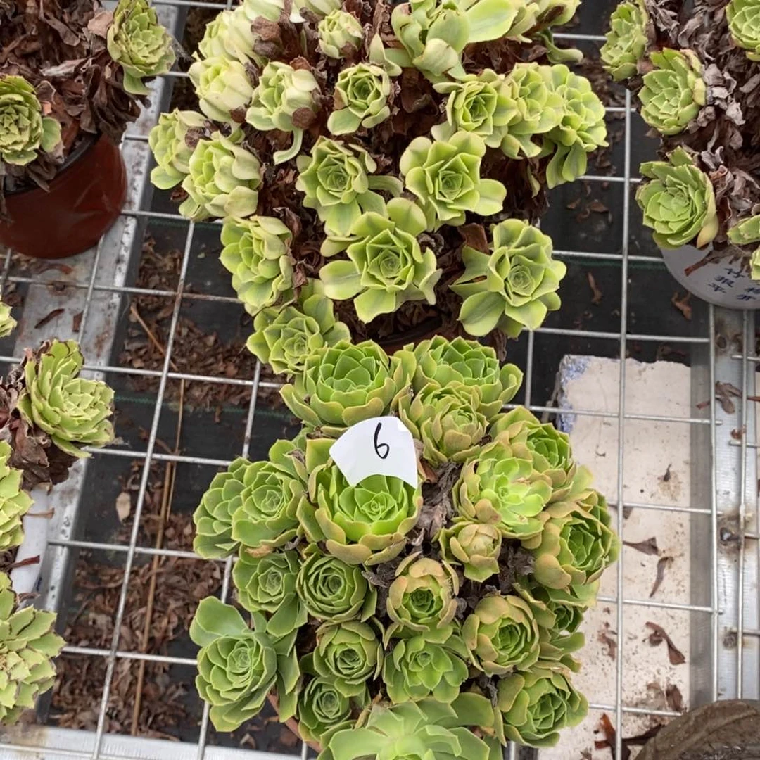 多肉植物组合拼盘6