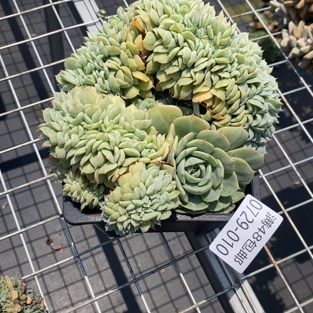 ?****1夏悦多肉0729-10劳雪缀