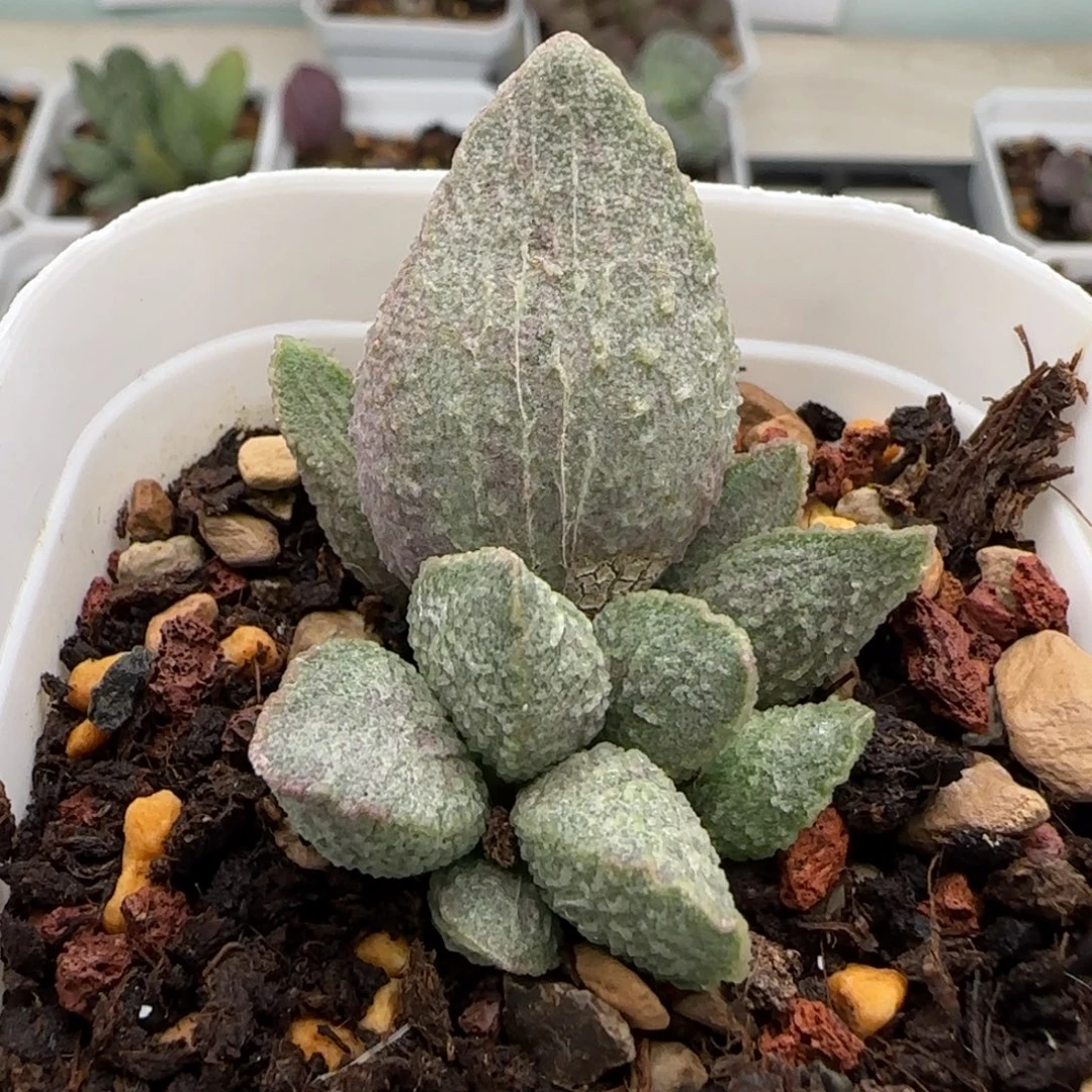 哈默绿猪肝水泡多肉