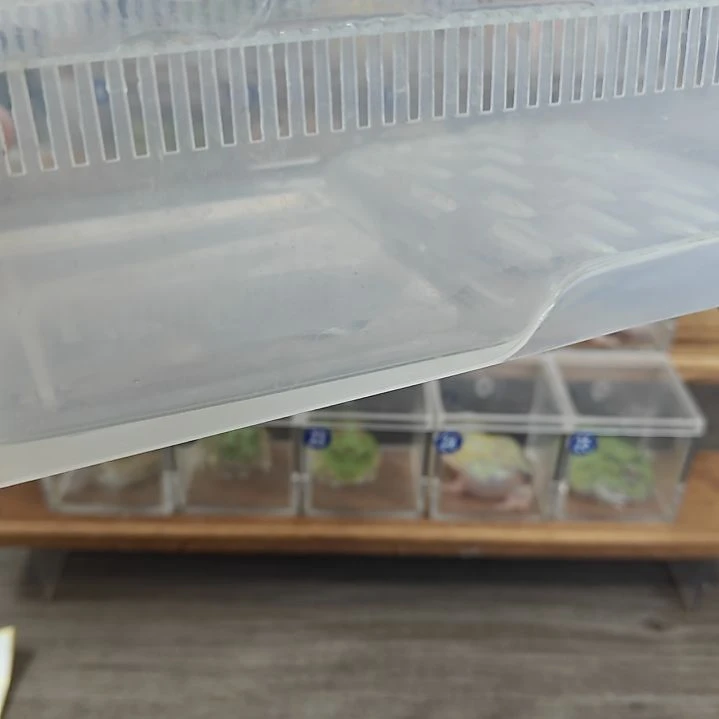 角蛙两个角蛙饲养盒