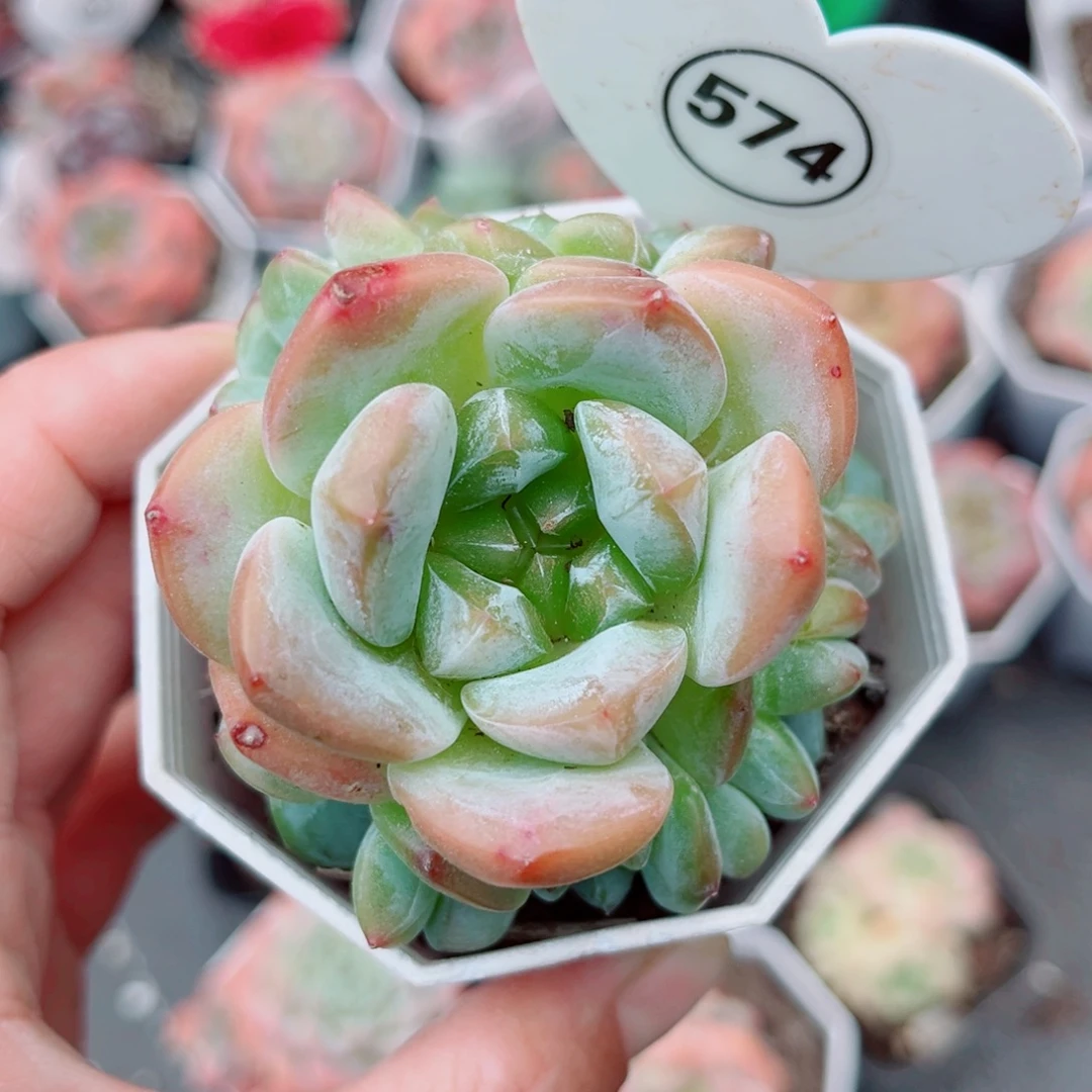 豆***哒574号老桩糖心捧花群