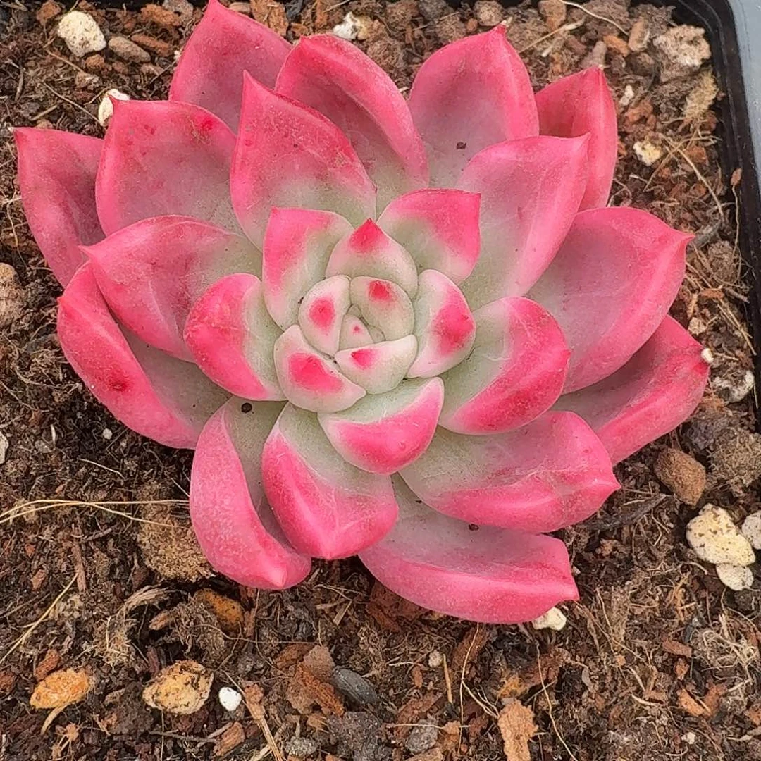 厚叶珍妮一物一拍