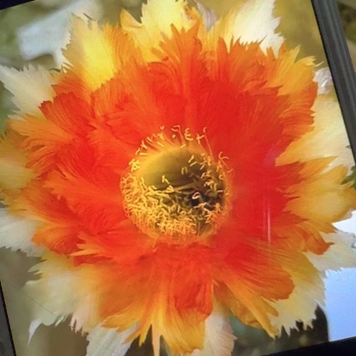 魔羽侧芽4公分彩草20包邮