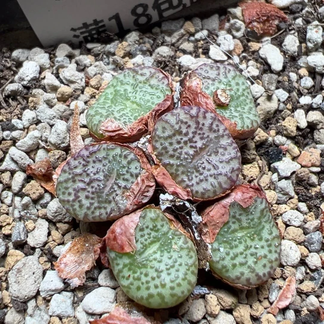 【闪购商品】 536。