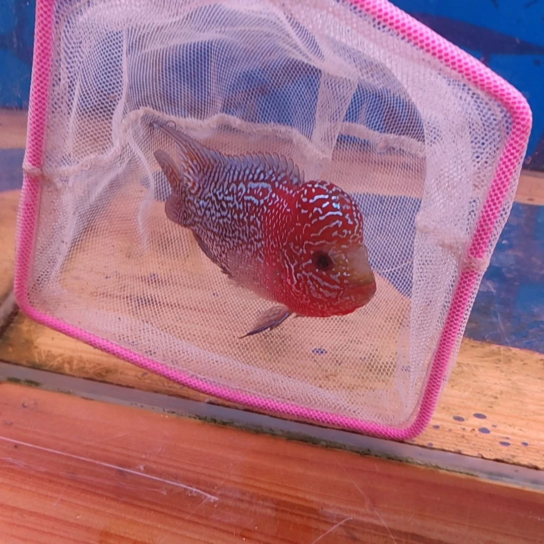 罗汉鱼666666666666