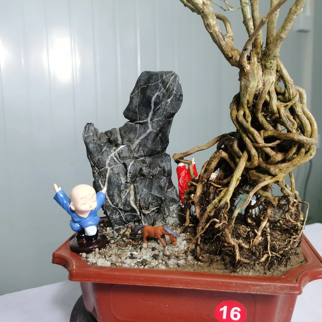 室内盆栽树假山绿植小盆景一物一拍精品微景观摆件办公室绿植盆景