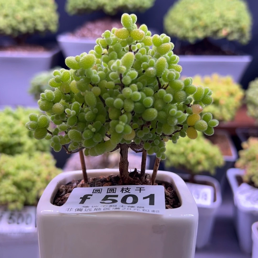 501金桔糖球一物一拍