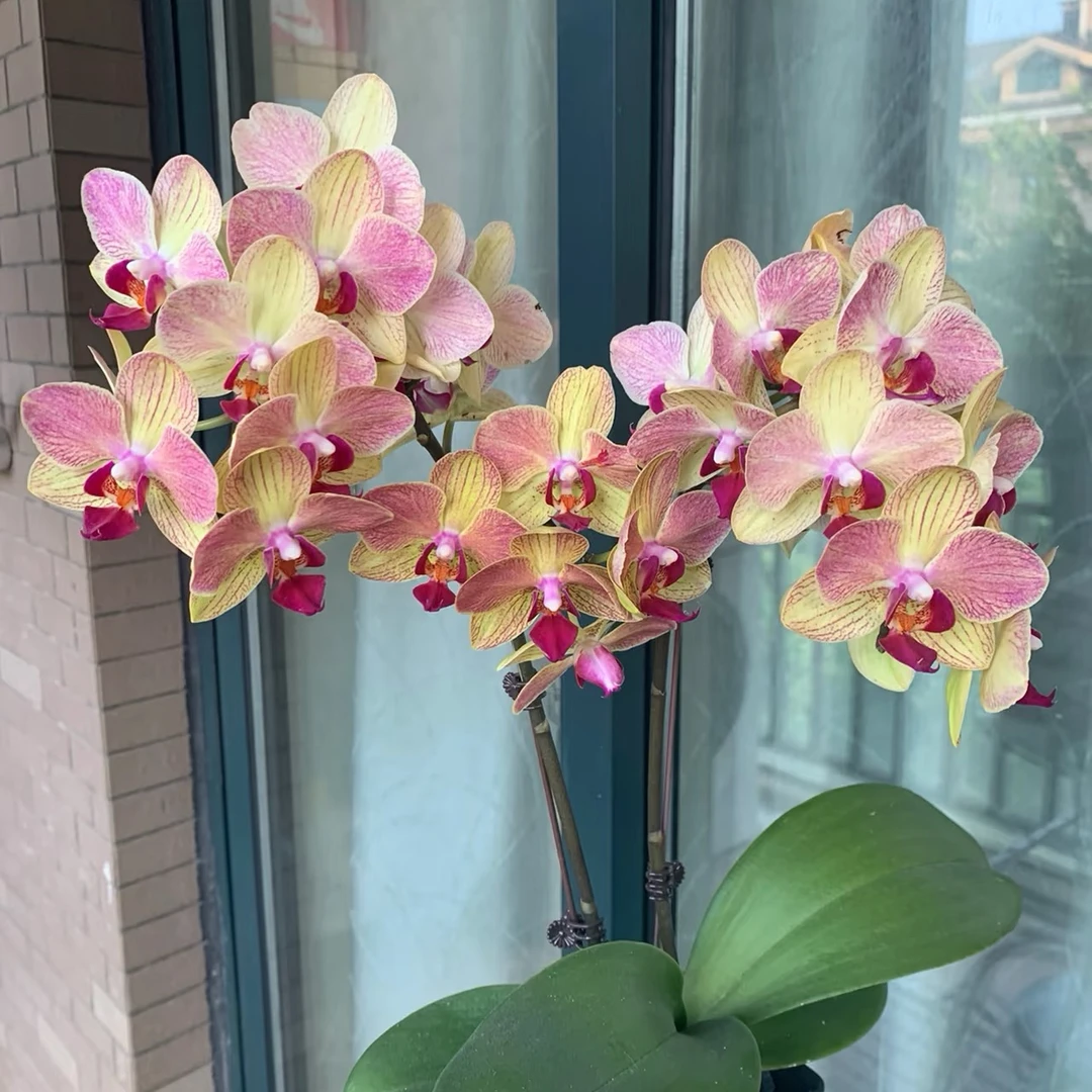 三色鸟蝴蝶兰带花苞直播间专属链接赠营养液