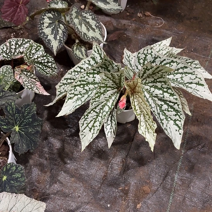 完全开放猫耳朵秋海棠