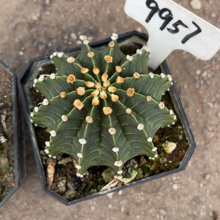 花***89957实生肋骨皮实好养