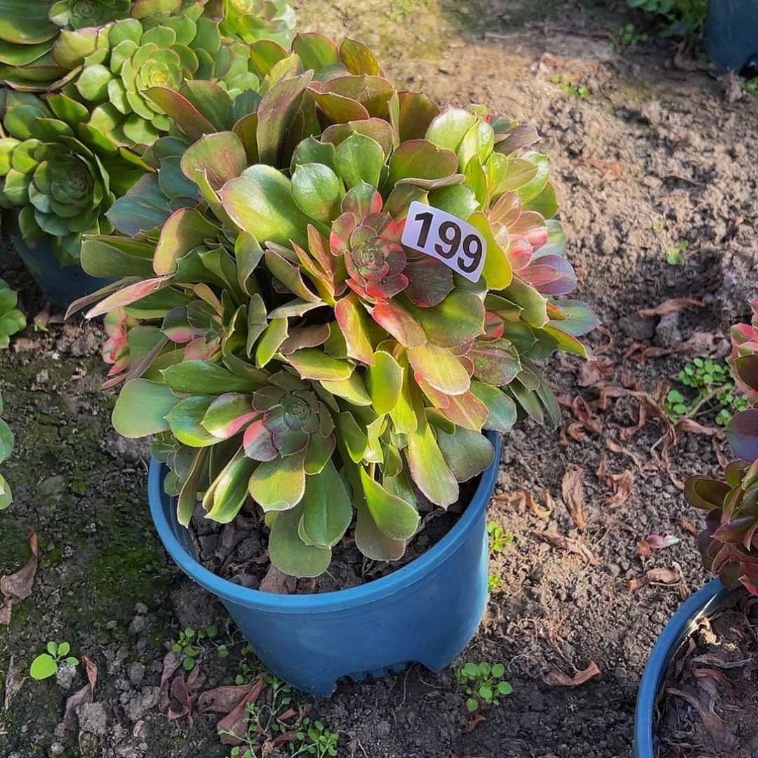 法师法师15–9包邮法师