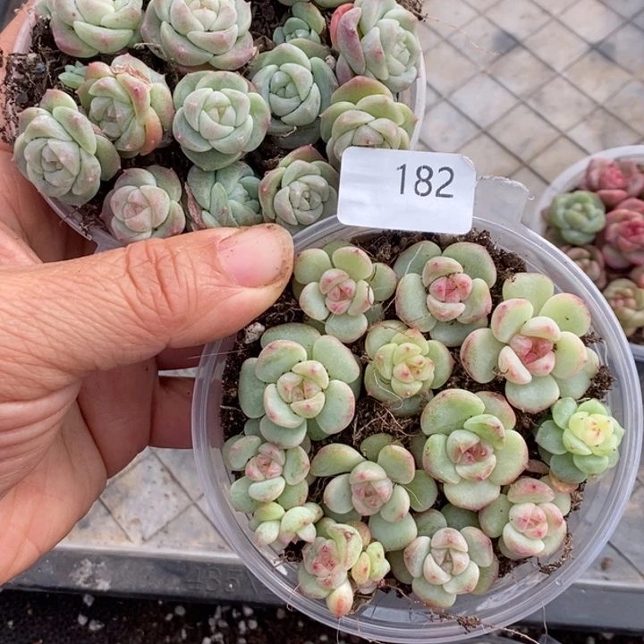 一物一拍一物一拍1027-182