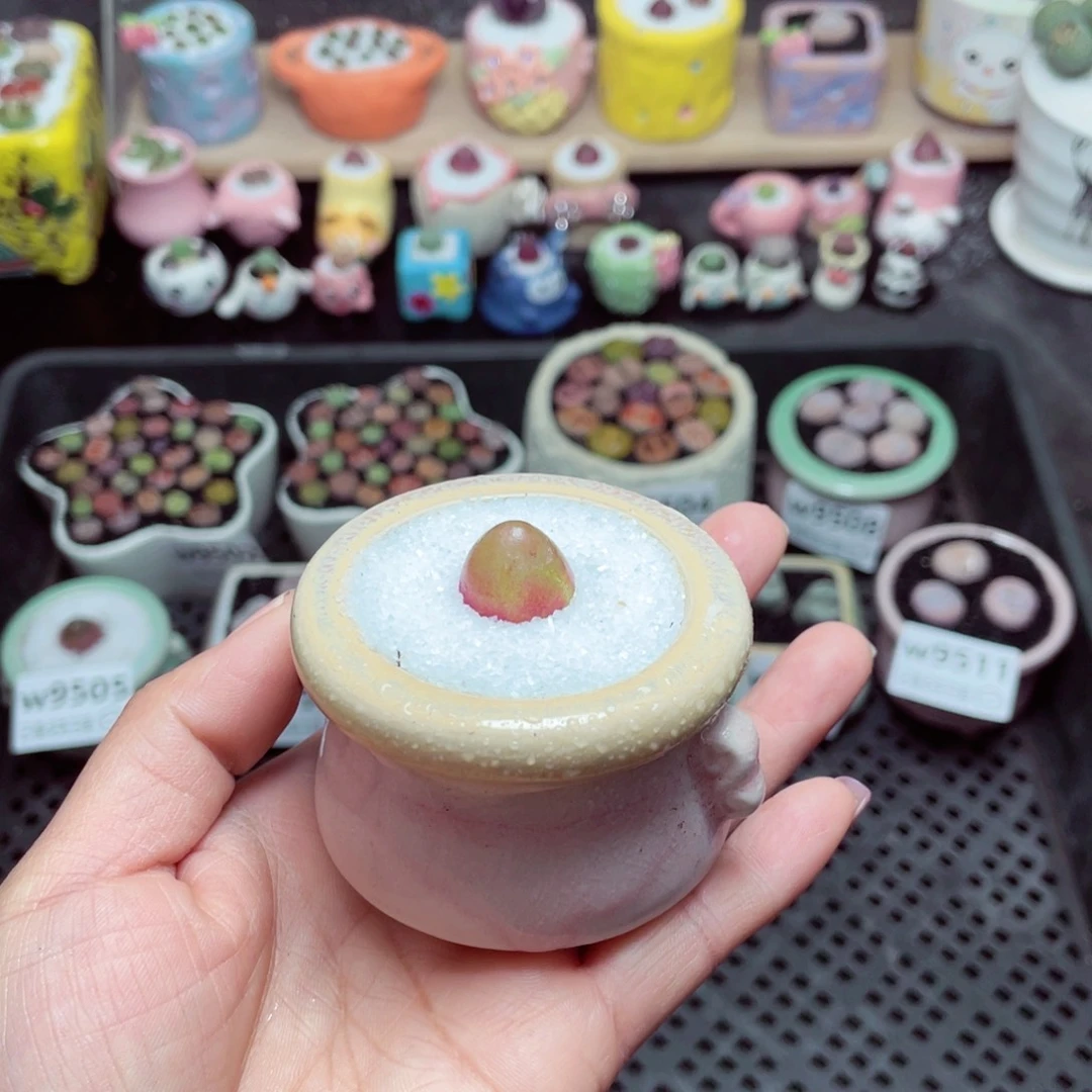 w9513 带盆土发货-零下地区拍保温箱