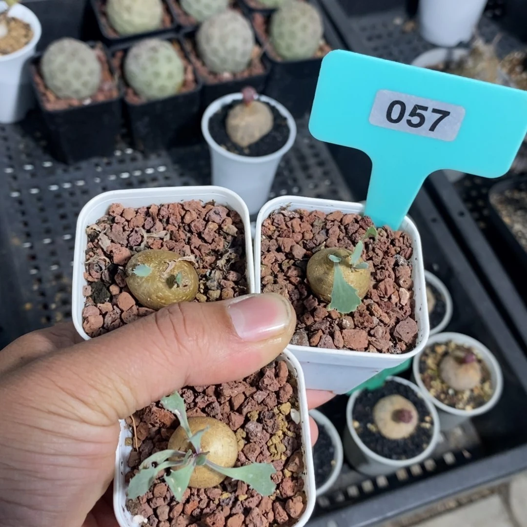 格加厚炖菊三颗多肉