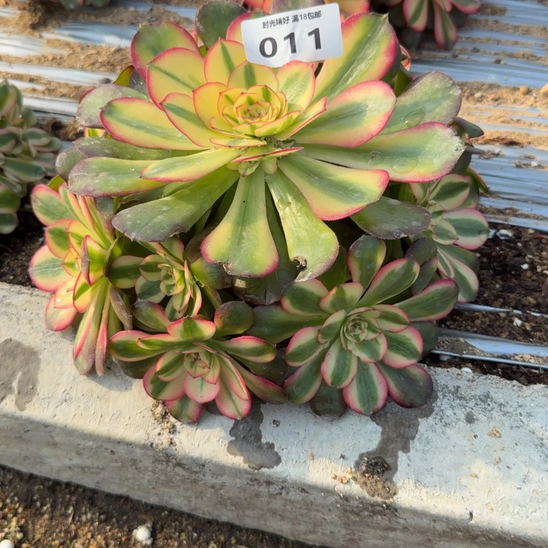 011荔枝。多肉植物