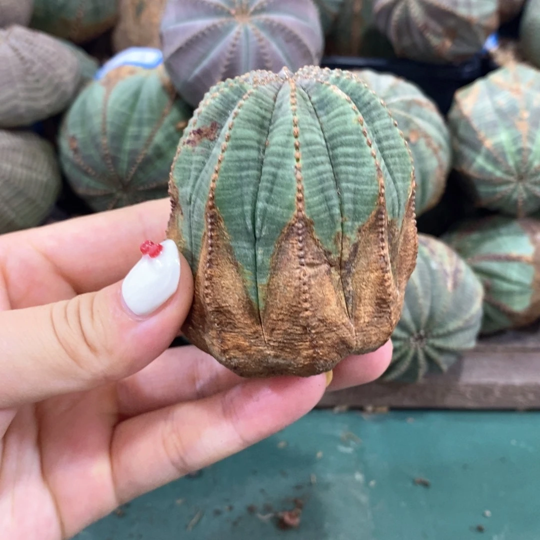 原产地布纹球发货九折寄养原价