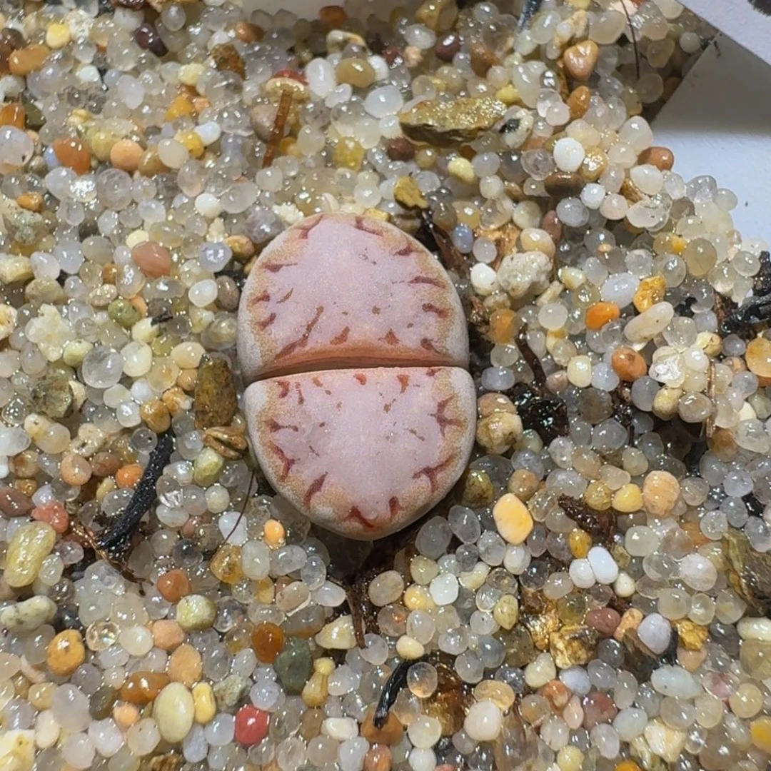 zzzzz生石花肉锥1010