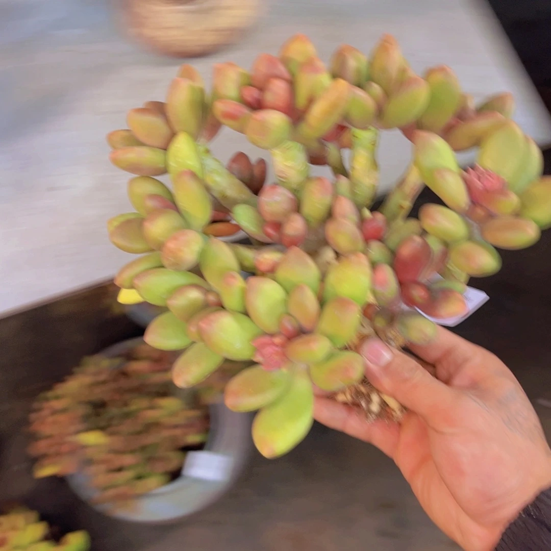 七***6多肉一物一拍7683