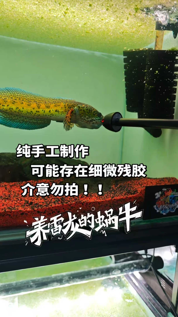 雷龙鱼专用训鱼棍逗鱼神器适用于眼镜蛇巴卡等多种雷龙