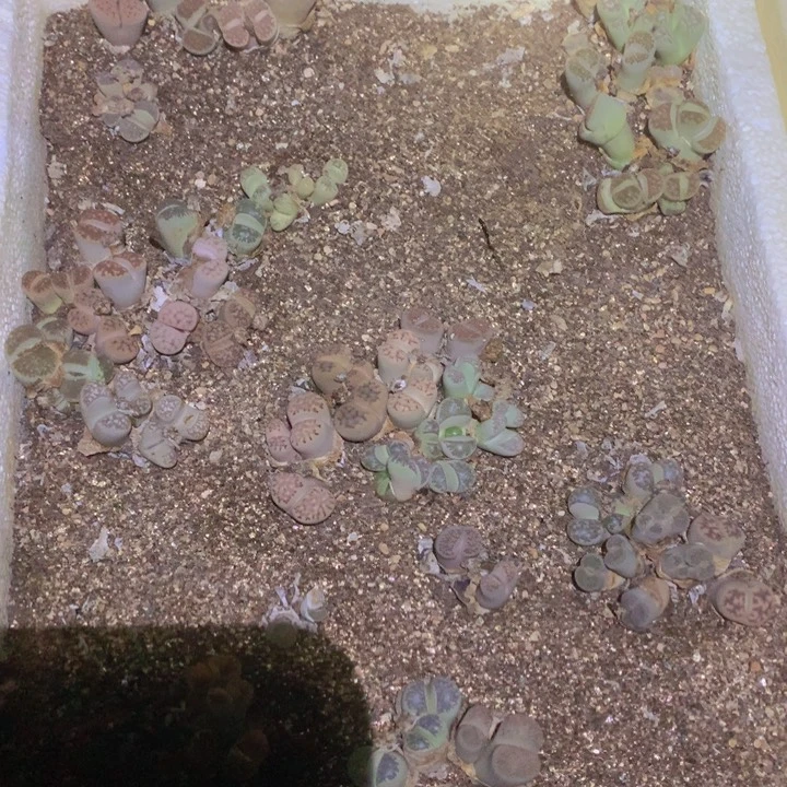 48988968988958965596899