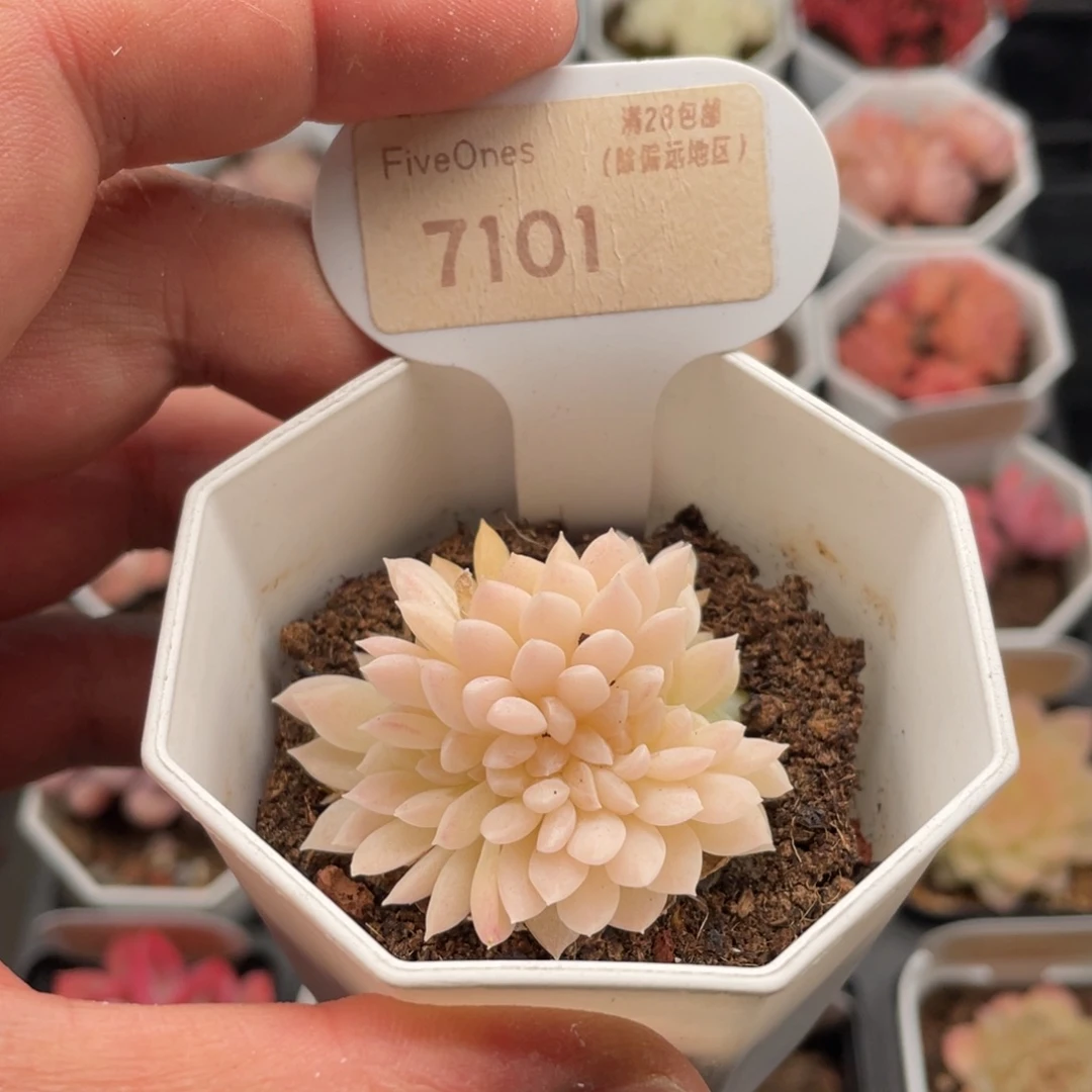 白雪缀7101-5厘米