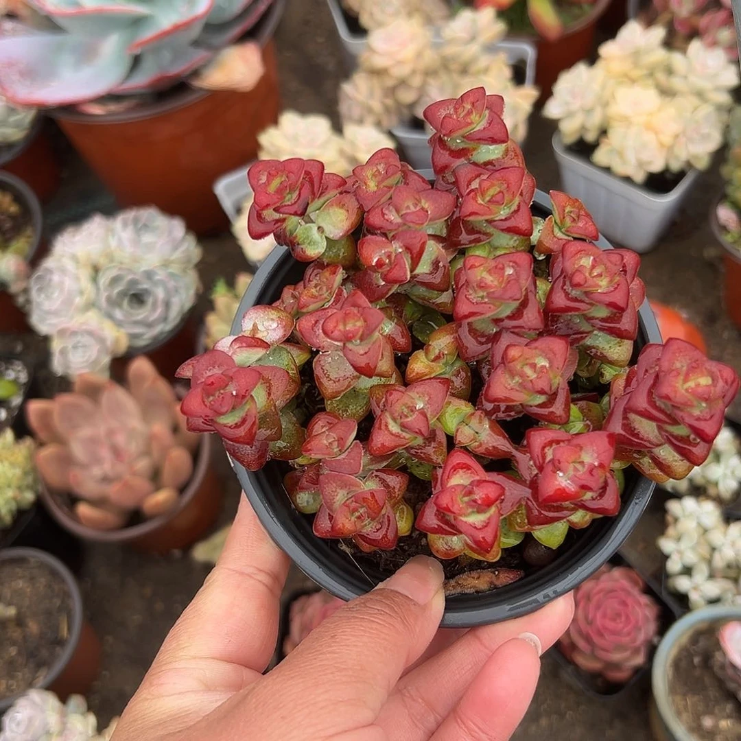 多肉植物多肉植物