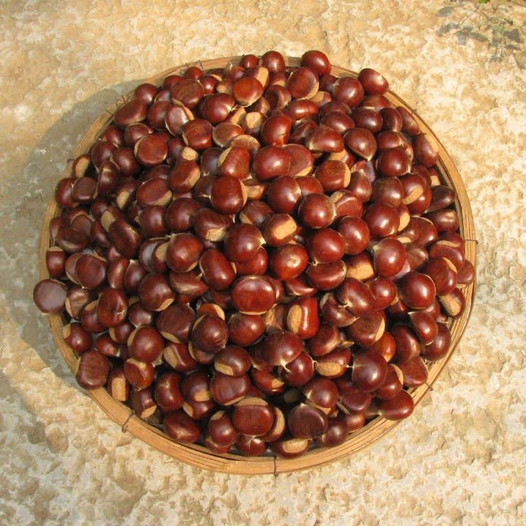 湖北罗田带壳板栗3斤/5斤(包邮)