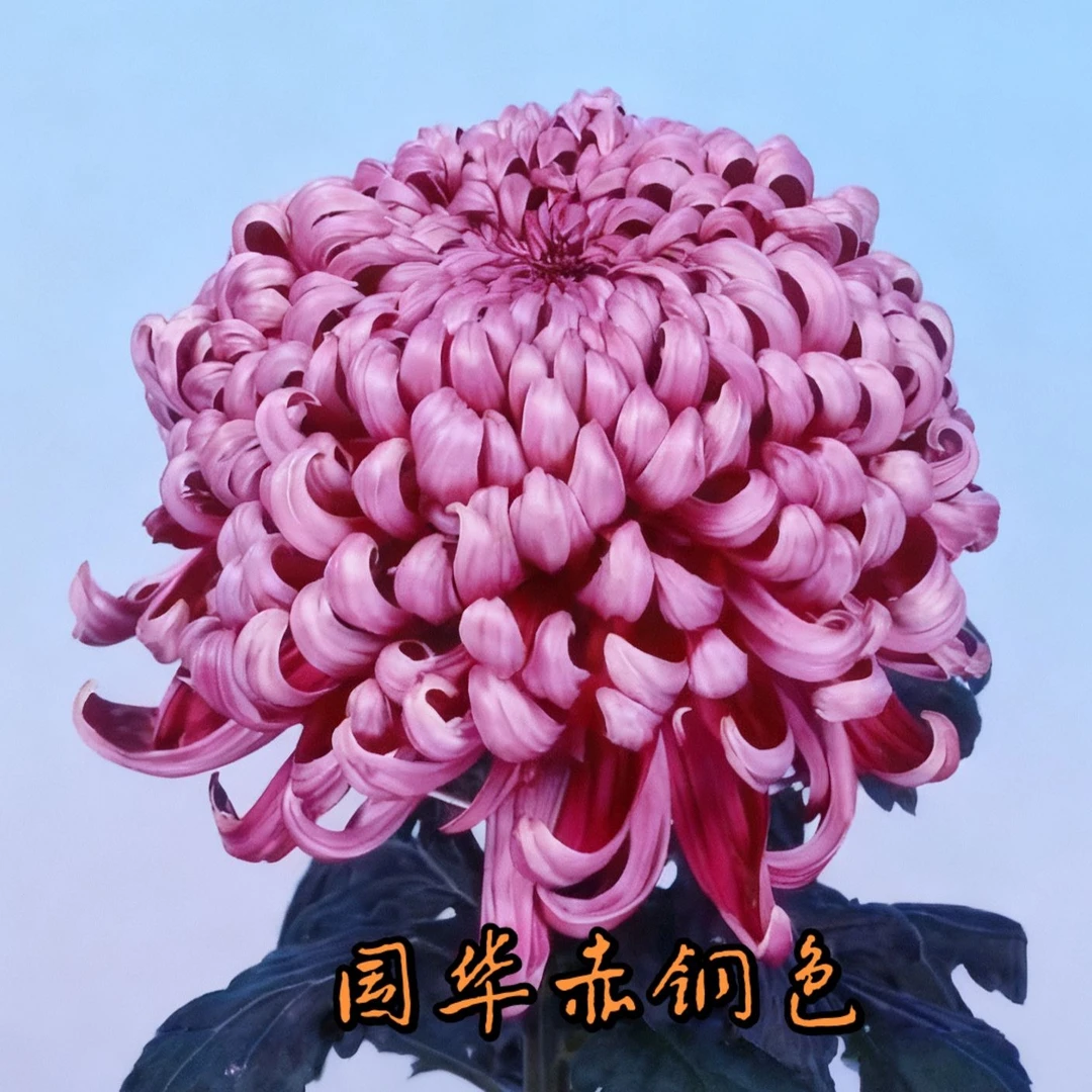 【国华赤铜色】菊花九月菊带花苞发货