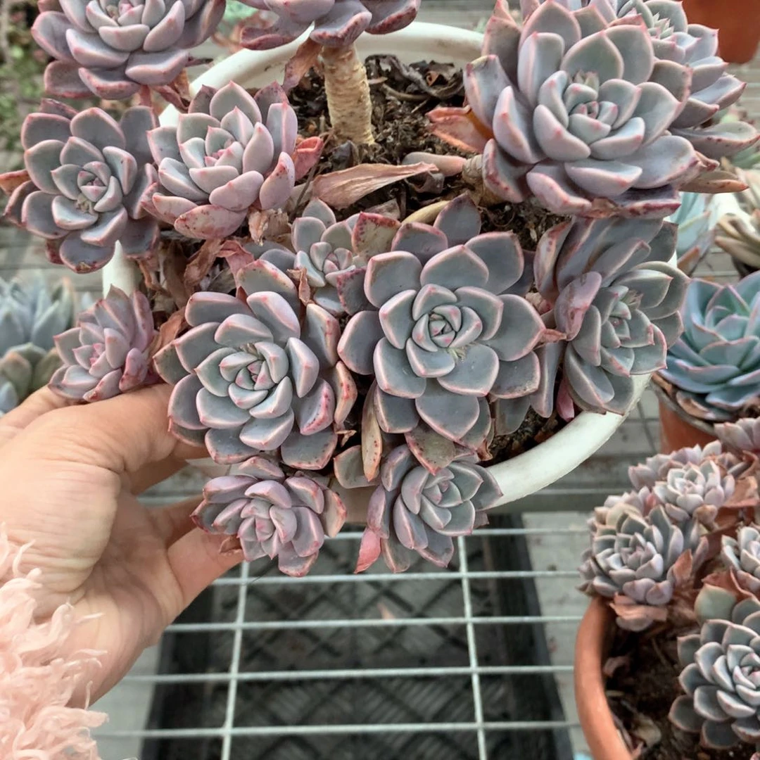 曾**美红粉佳人多头植物群生