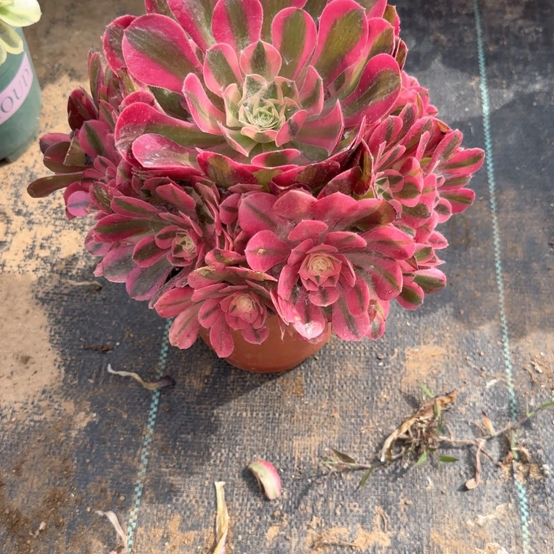 13-72女巫d r z w