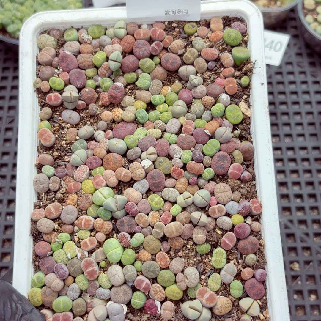 6341—生石花 生石花