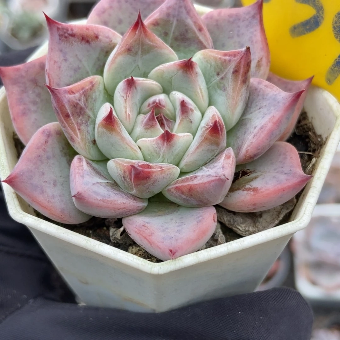 834婚戒多肉植物多肉