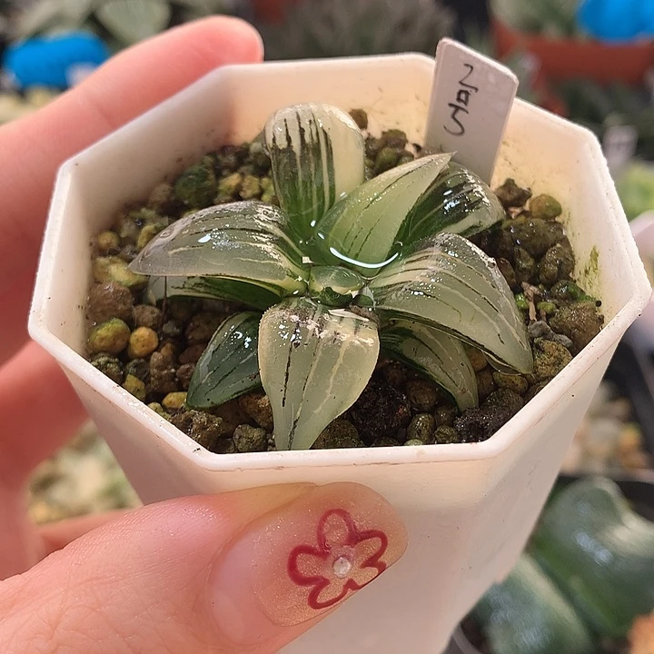 2号红纹寿锦一物一拍