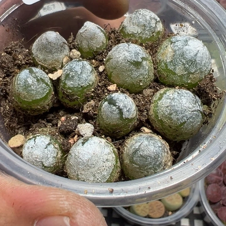 【闪购商品】 875。