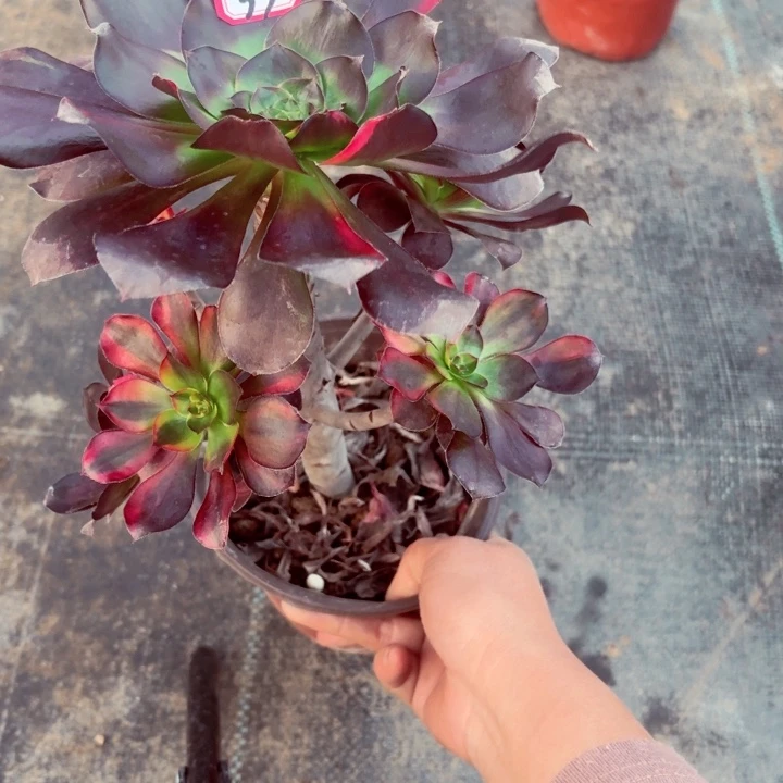 巫毒法师多肉33，