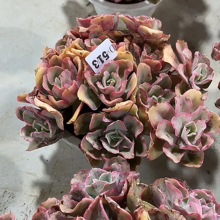 风***沙513花之赫多肉植物多肉