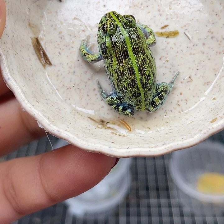 竖纹非牛09竖纹非牛