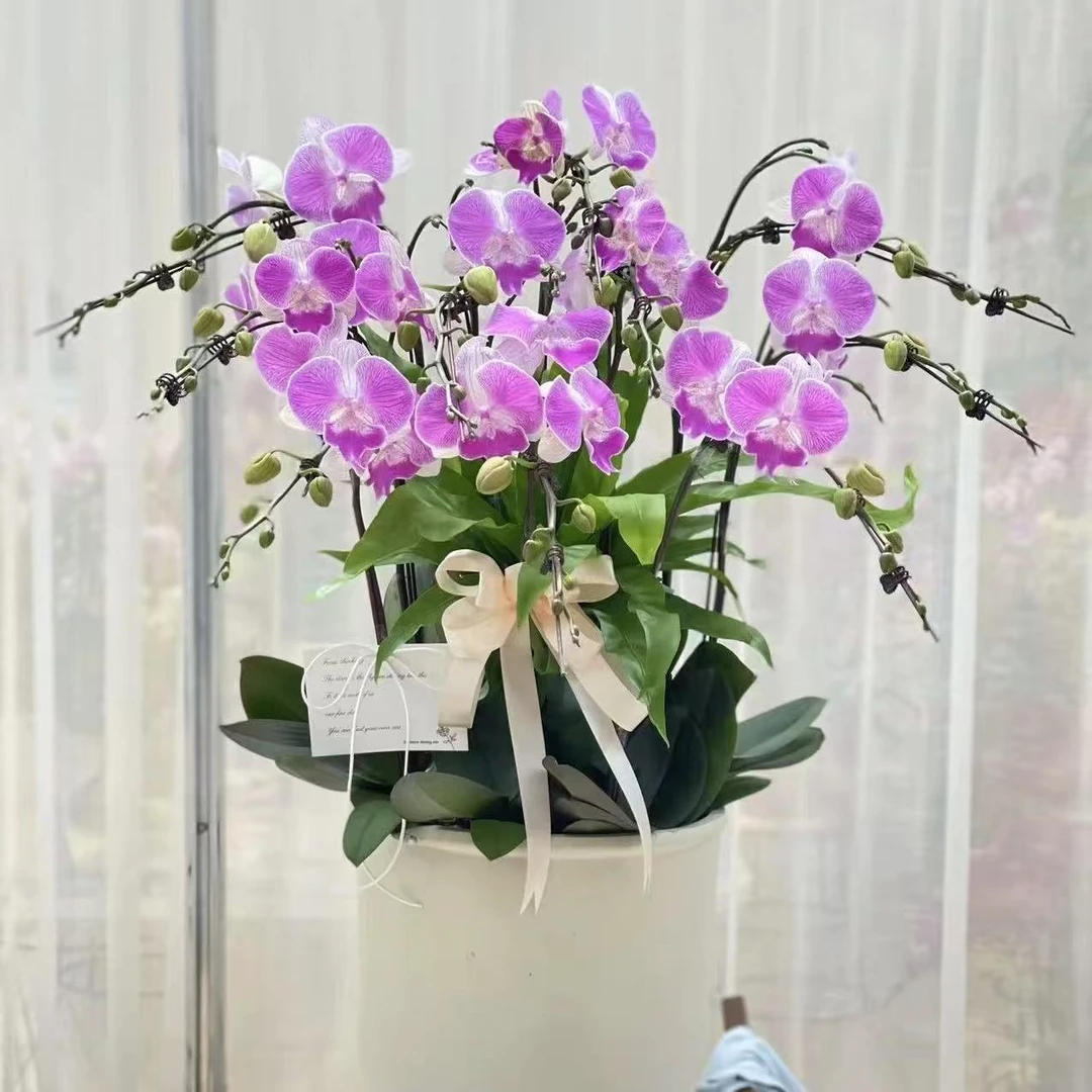 植趣花卉【梦露】开花株3.5加高杯掉花不售后