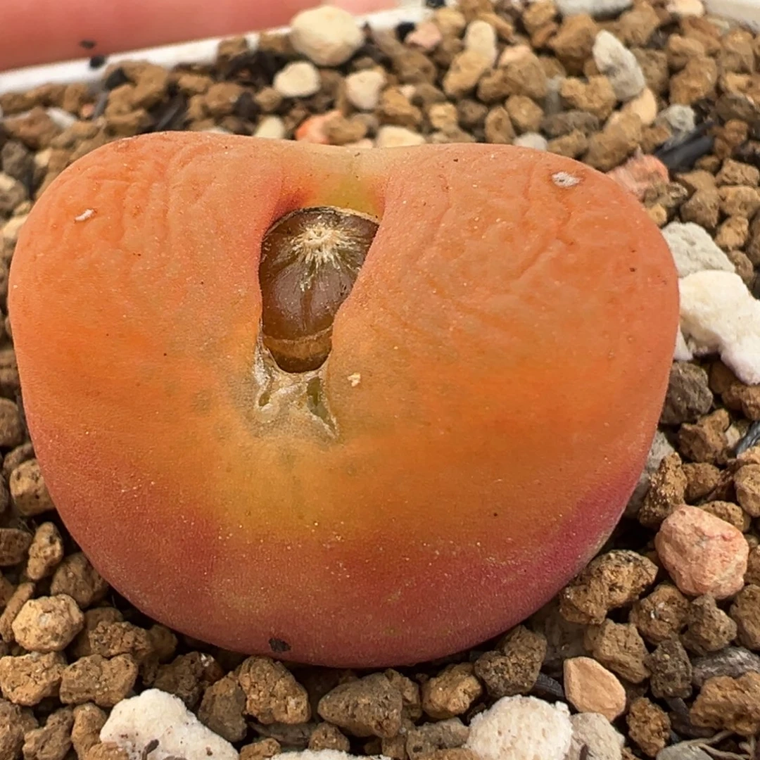 橘红水蜜桃多肉植物百科