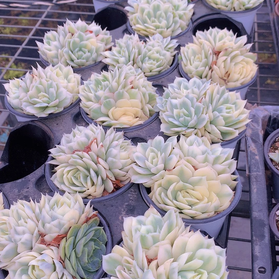 昂斯诺锦群458888787777777