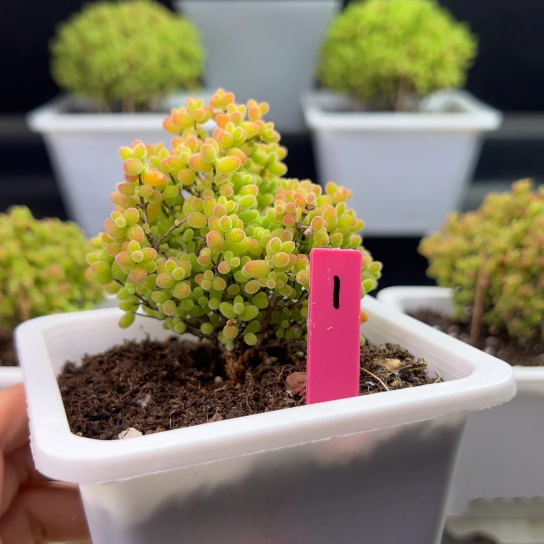 y***!蜜橘糖球1号的10cm盆