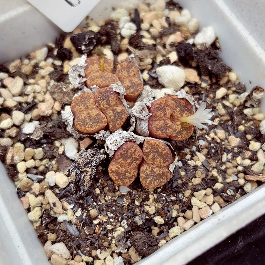 生石花满18包邮0925-142