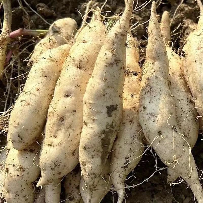 新鲜现挖白心牛奶人参薯香甜